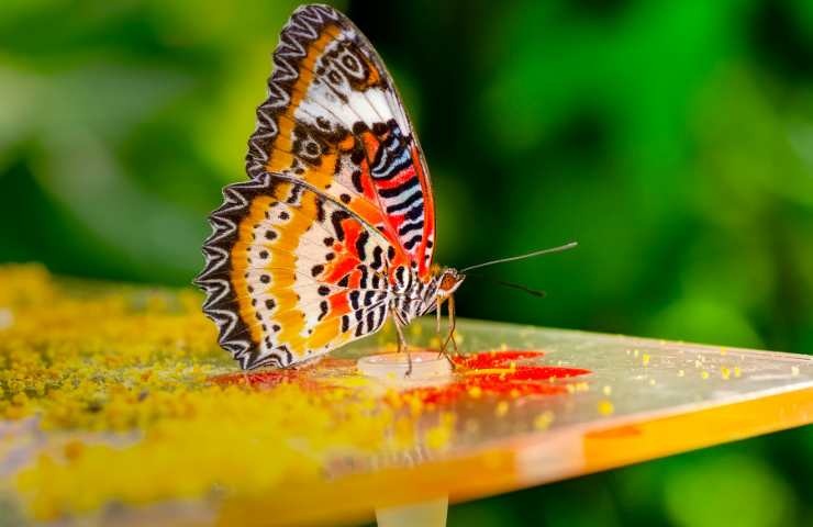 farfalla di vari colori