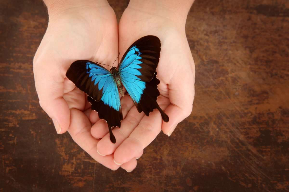 farfalla nelle mani 