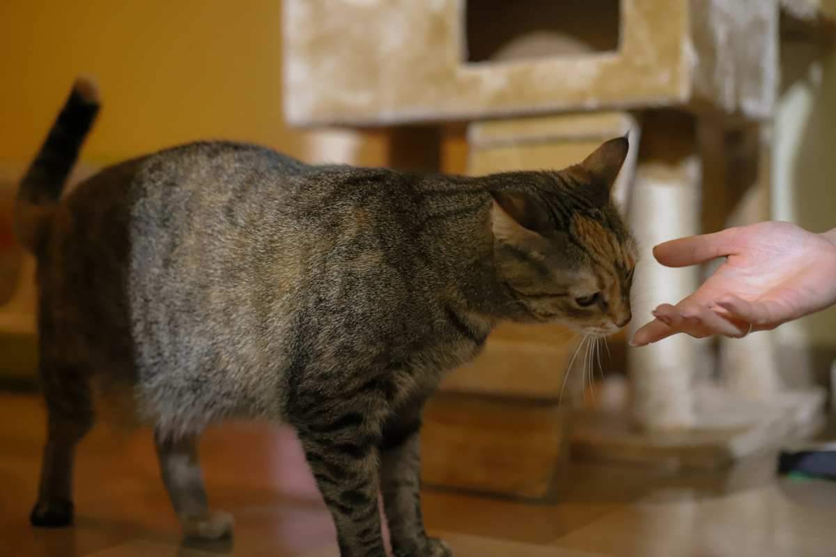 gatto annusa la mano del proprietario