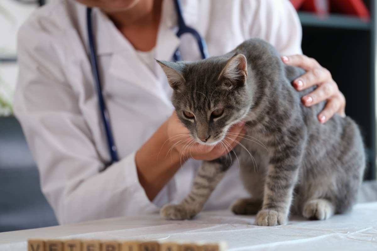 gatto con difficoltà respiratorie dal veterinario