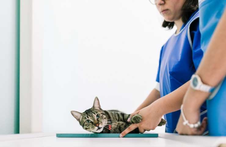 gatto in clinica assistito da veterinari