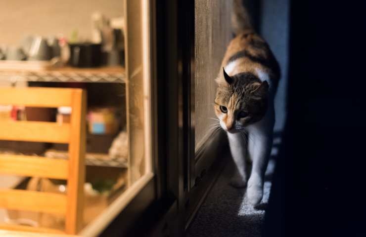 gatto sveglio di notte sul davanzale della finestra