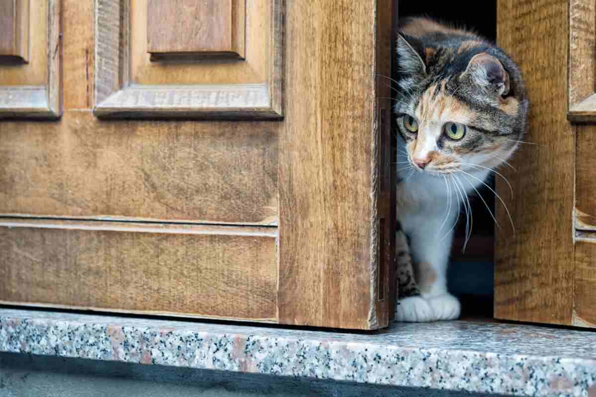 gatto si nasconde dietro la porta di casa