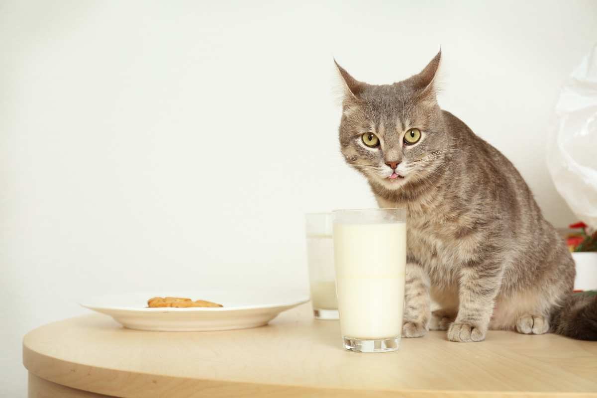 gatto sul tavolo interessato al latte nel bicchiere