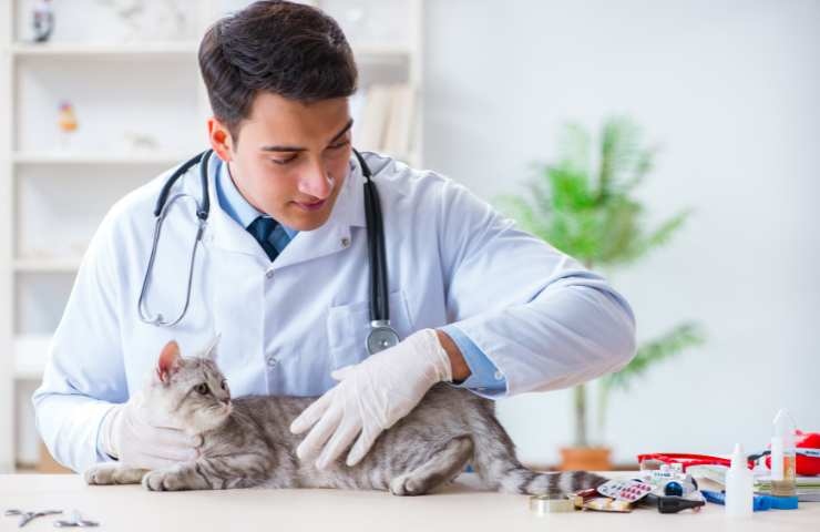 gatto in cura dal veterinario