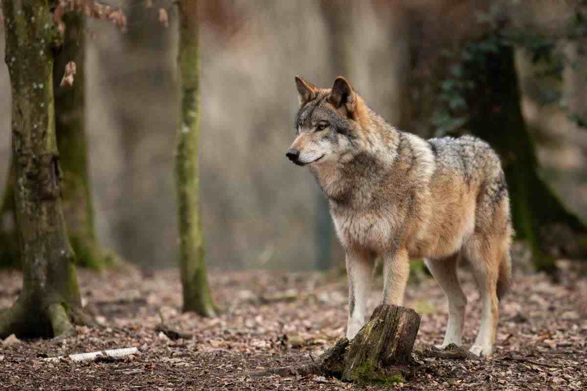 lupo nel bosco