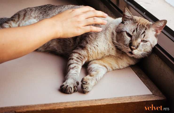 mano che accarezza il ventre del gatto