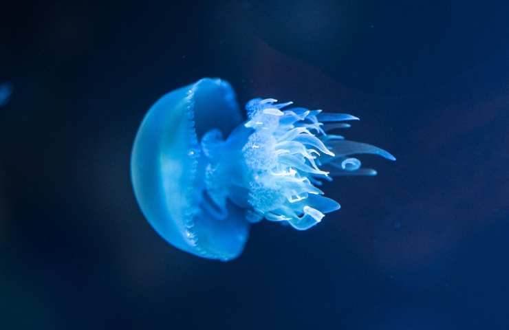 medusa in acque scure
