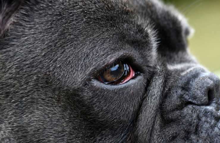 Bulldog con occhi secchi