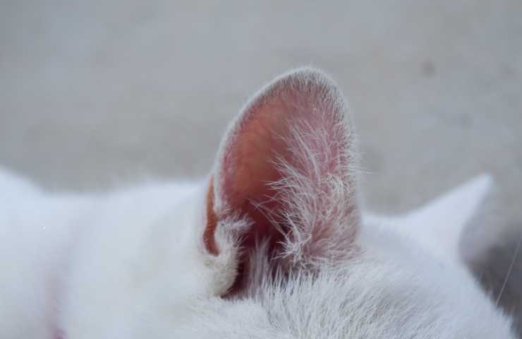orecchio di un gatto bianco
