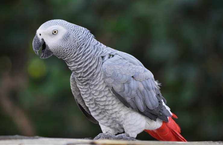 pappagallo di colore grigio e rosso