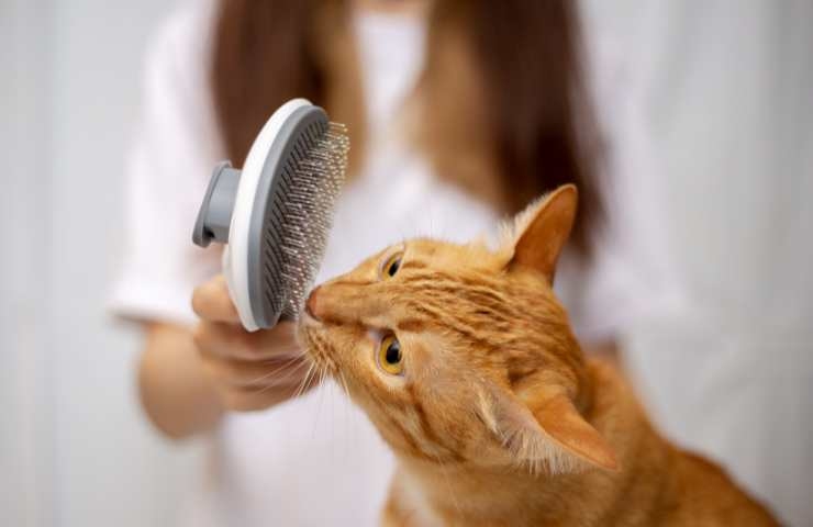 spazzola per gatto arancione