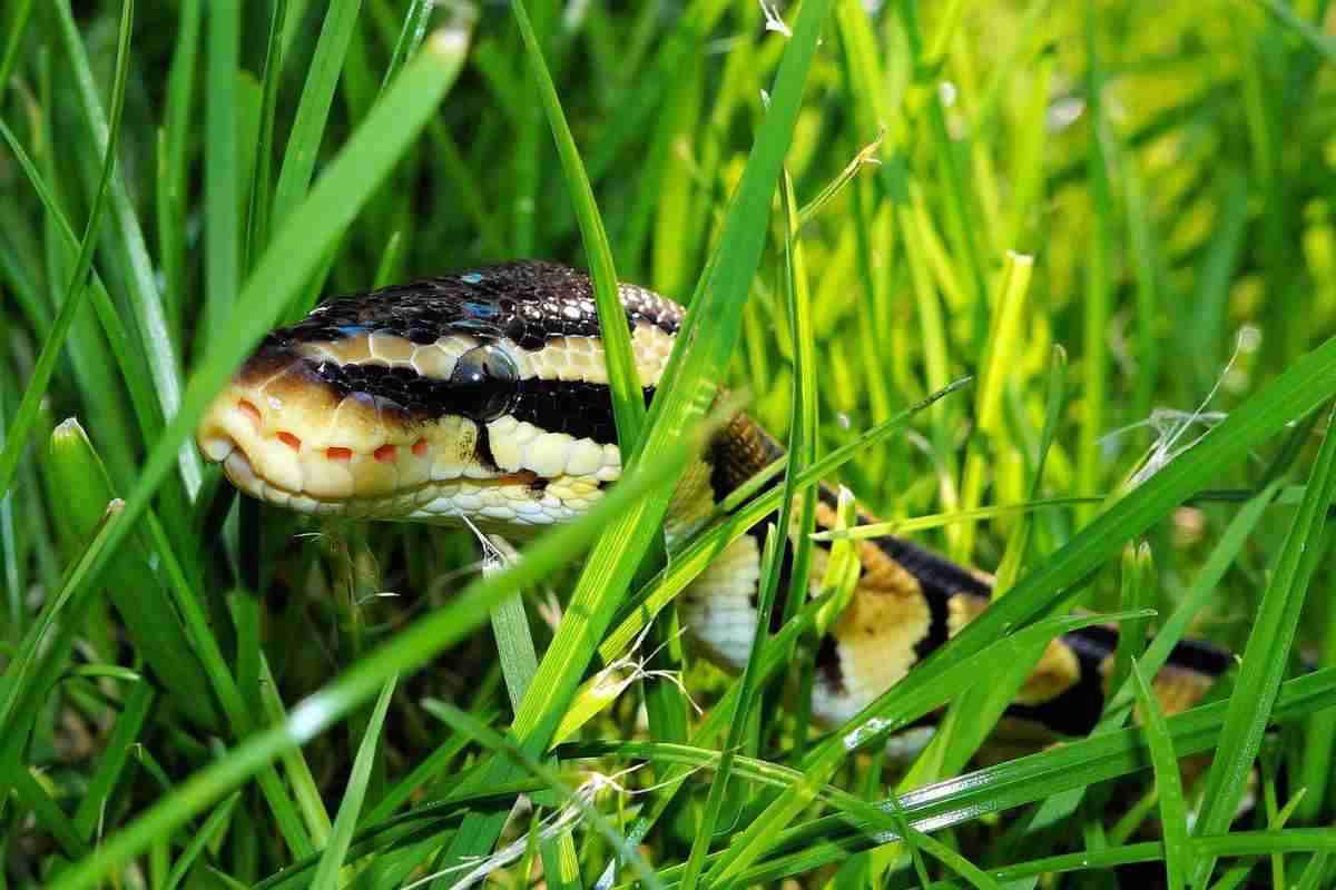 serpente nell'erba in giardino