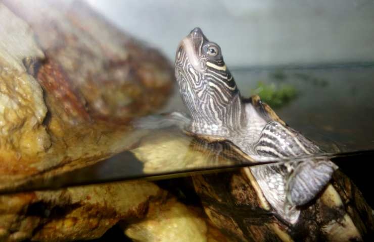 tartaruga in un acquario ben allestito
