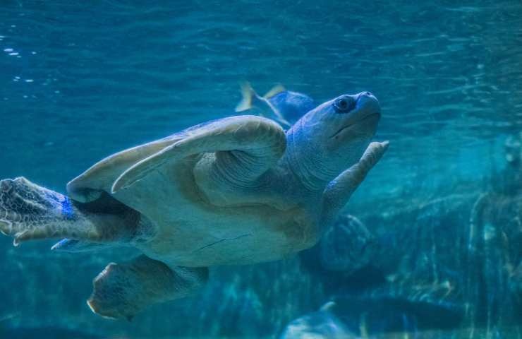 tartaruga marina in acqua