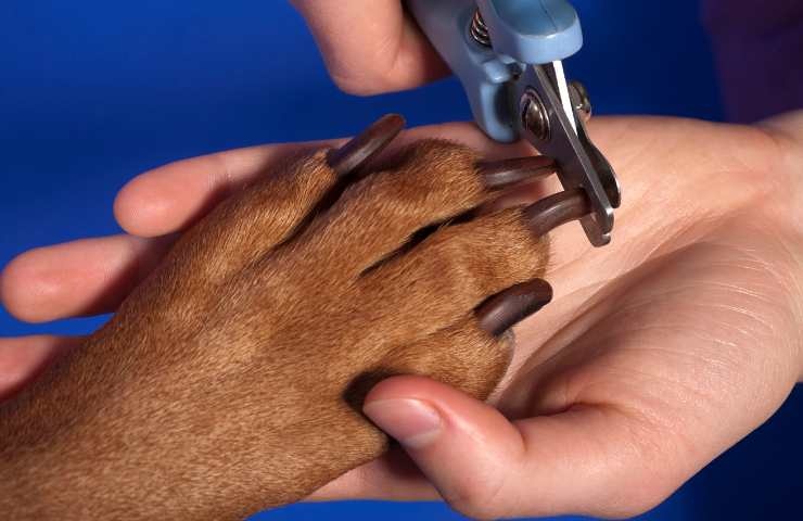 tronchesina che taglia le unghie al cane