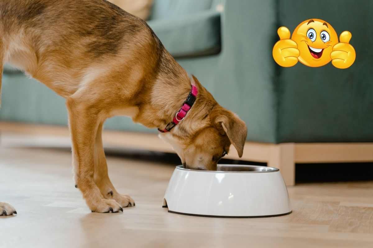 L'alimentazione casalinga per il cane