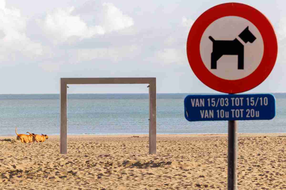 regole per i cani in spiaggia
