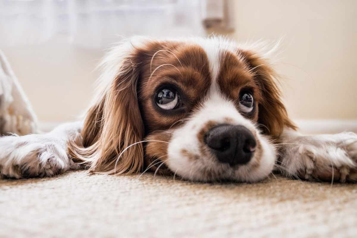 sterilizzazione del cane