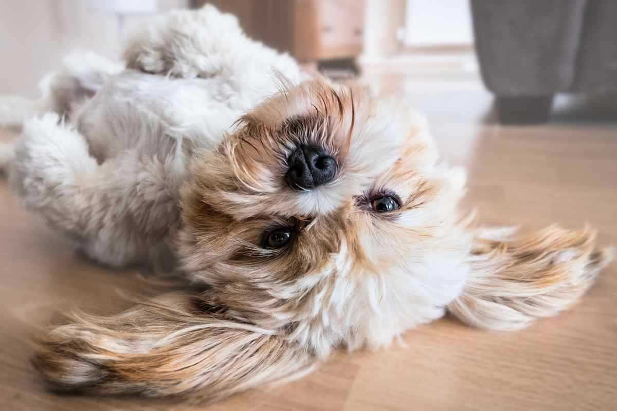 segnali che il cane sta male