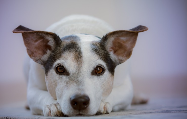 come interpretare i segnali del cane