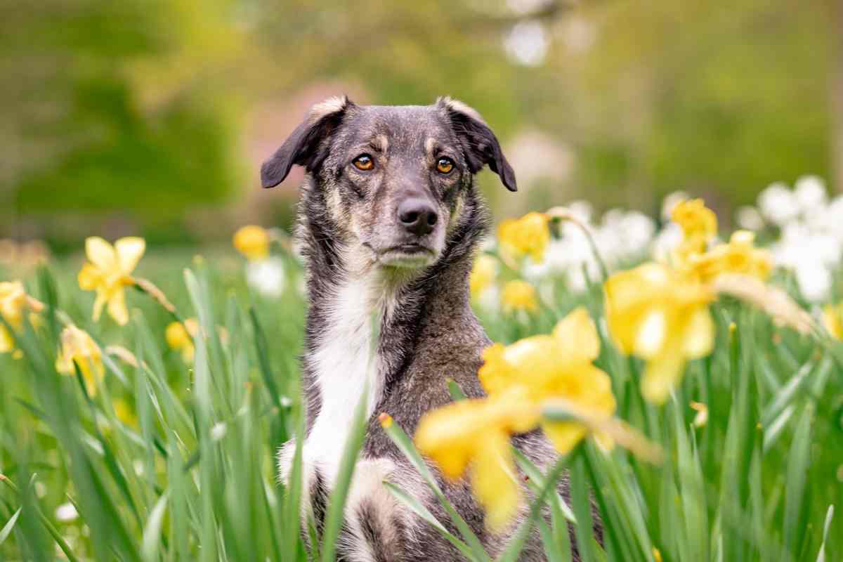 cane e piante velenose