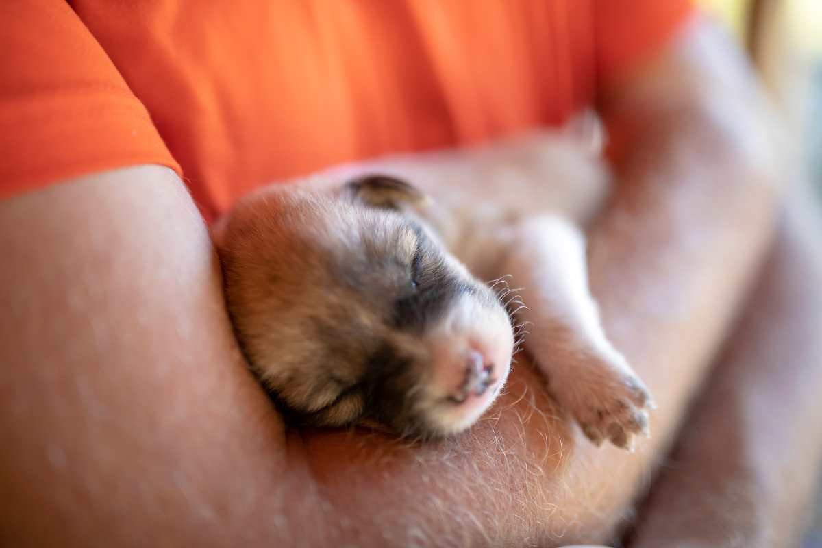 cane neonato in braccio