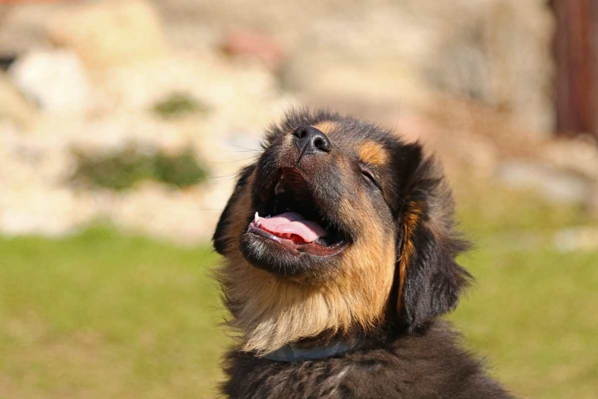 starnuto del cane