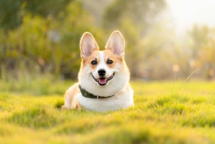 perché bisogna sterilizzare il cane