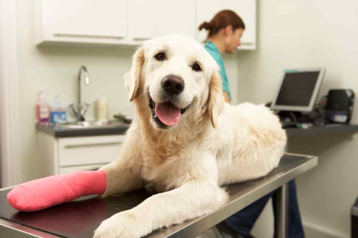 come aiutare cane dopo intervento chirurgico