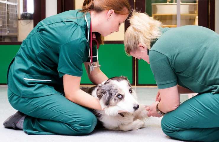cane aiutato dai veterinari