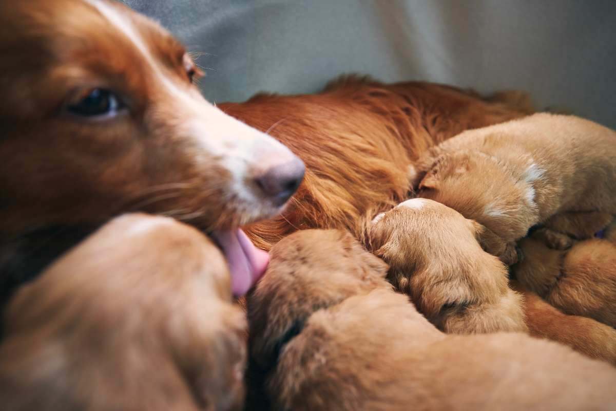 cagnolini appena nati con la mamma