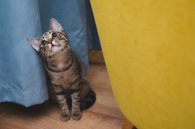 come dimostrare al gatto che gli vuoi bene