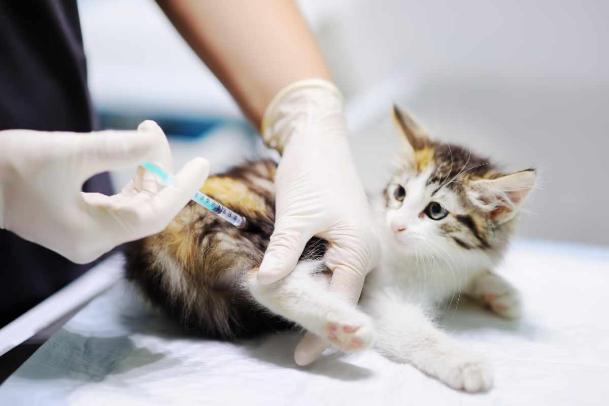 malattie più letali per i gatti