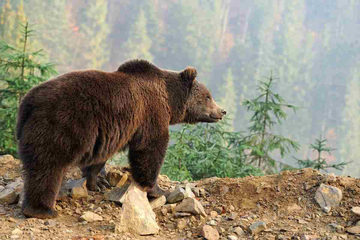 Orso bruno su un sentiero in montagna