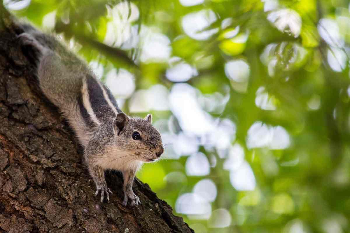 scoiattoli pericolosi