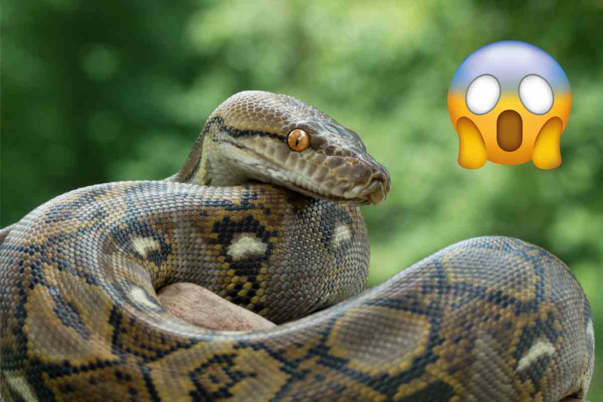 serpente mangia uomo