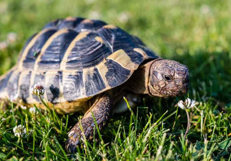 come prendersi cura di una tartaruga