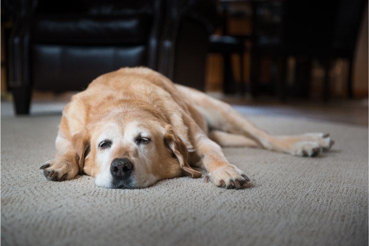 Il tuo cane potrebbe essere gravemente malato: attenzione a questi sintomi