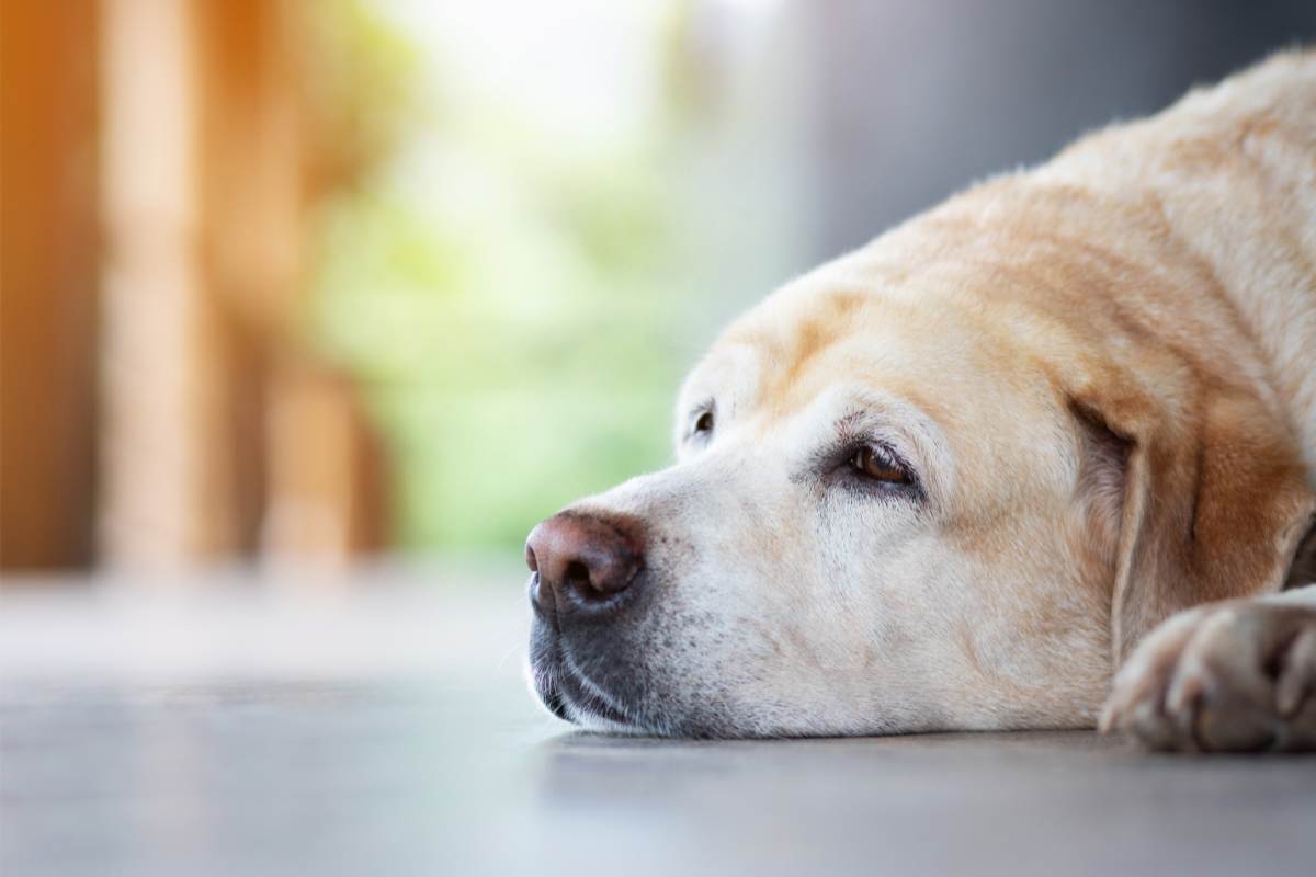 Attenzione a questi sintomi: il tuo cane potrebbe essere gravemente malato