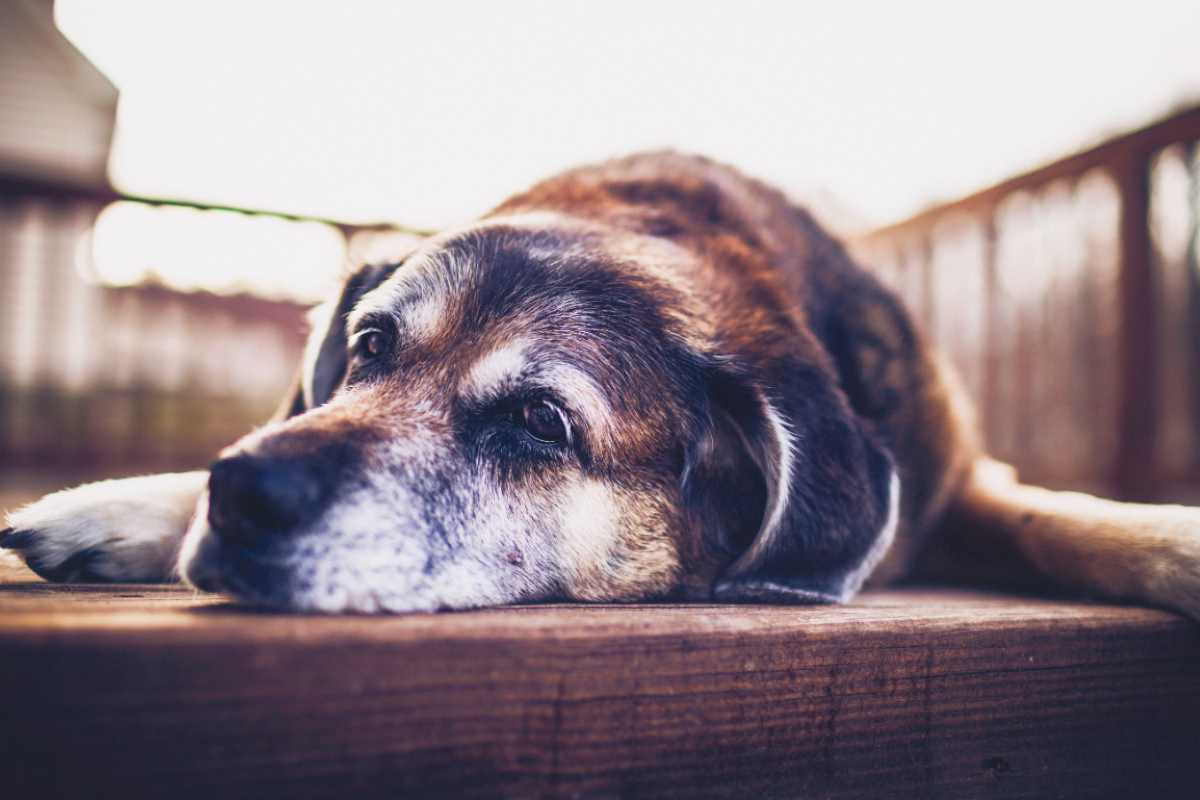 I cani capiscono quando stanno per morire? Cosa c'è da sapere