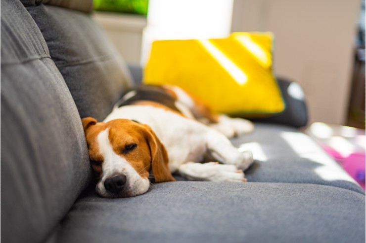 I consigli del veterinario: cosa fare se il cane ha una lacrimazione eccessiva