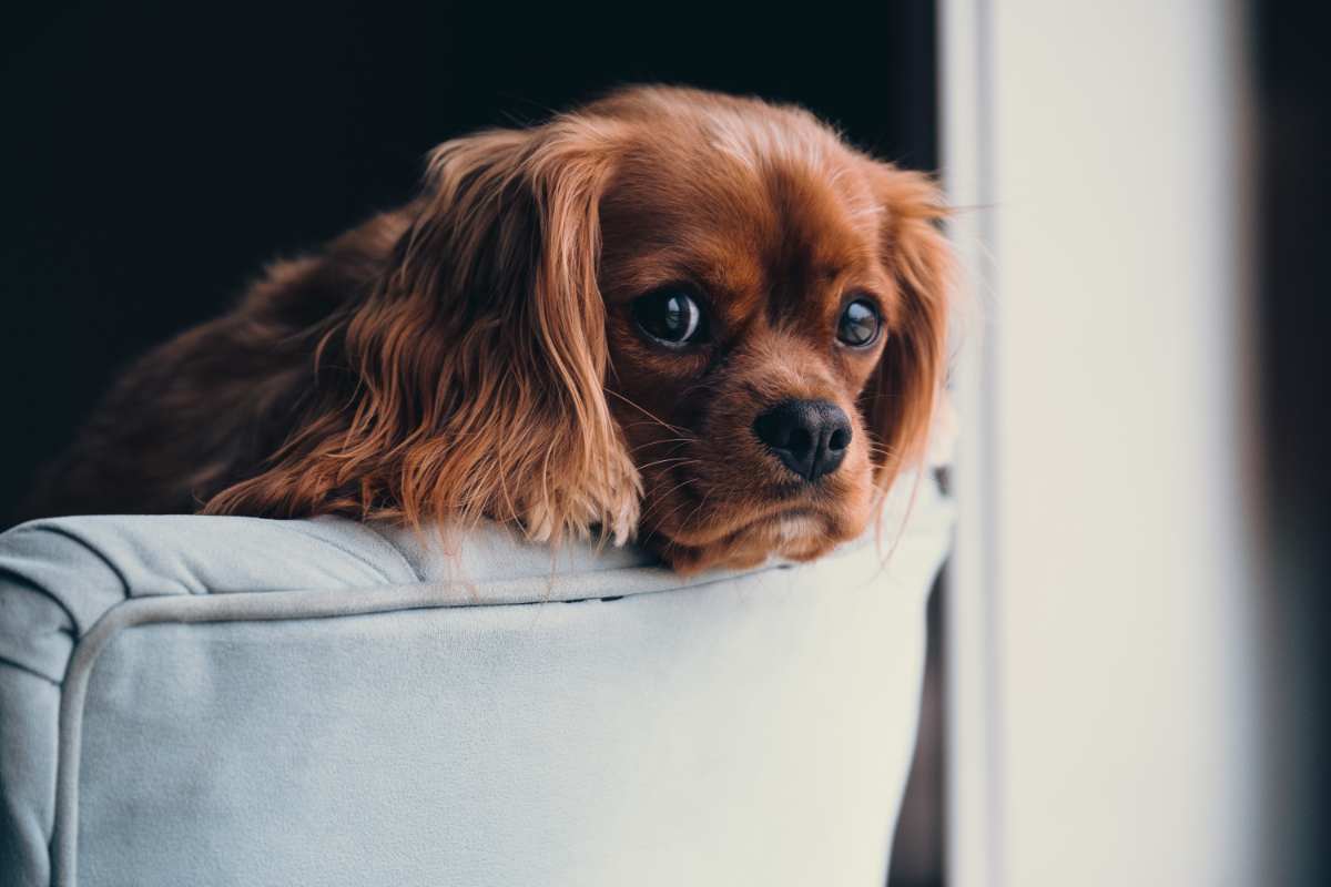 BeliceWeb.it - Lacrimazione eccessiva nei cani: i consigli del veterinario