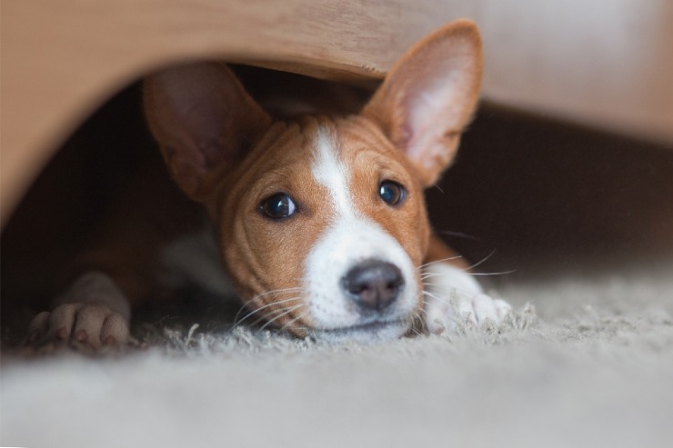 I cani sono in pericolo a causa di un parassita trasmesso dalle zanzare