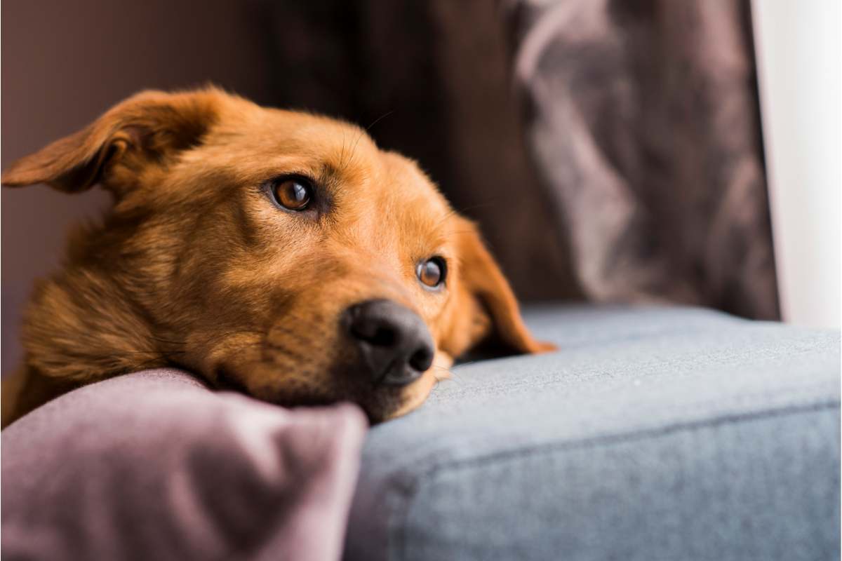 Vomito e diarrea nei cani: sintomi di una grave patologia