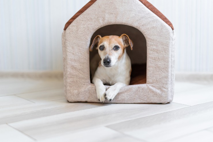 Questi sono sintomi di una grave patologia nei cani, ovvero vomito e diarrea 