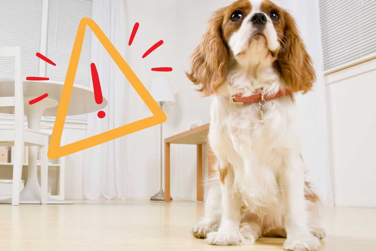 pericoli per il cane in casa
