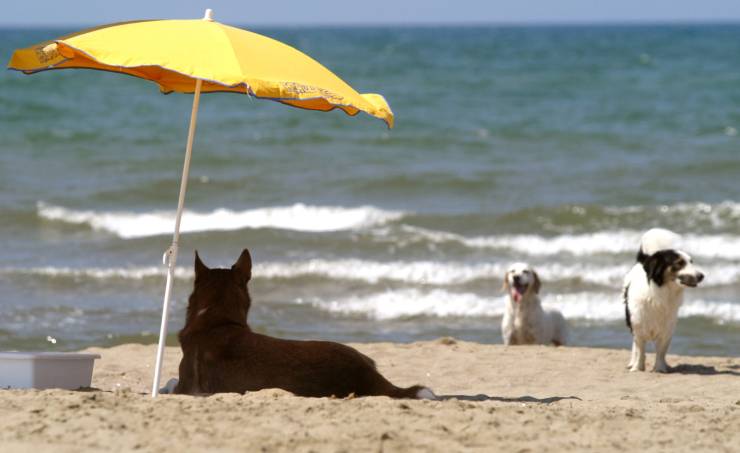 razze cani bagno a mare