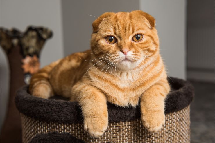 I sintomi nei gatti a cui devi stare attento: letargia e perdita di appetito 