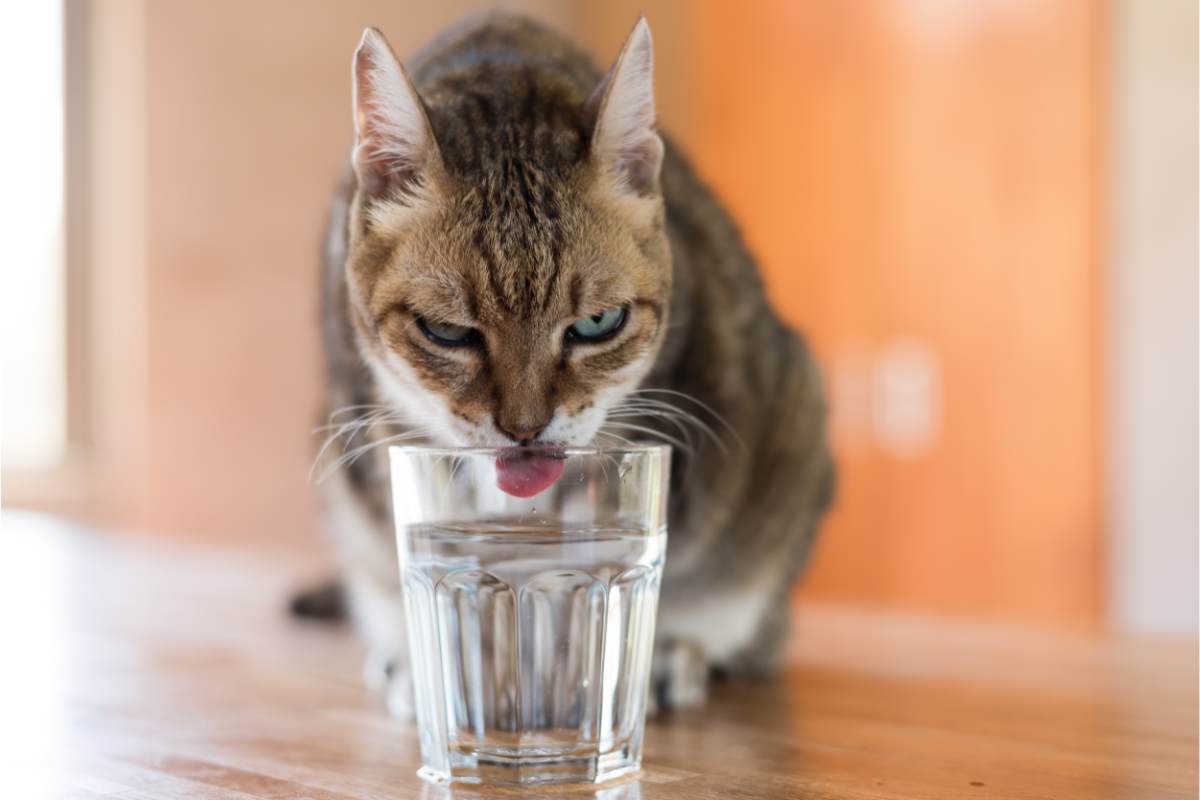 I gatti soffrono il caldo: come proteggerli durante l'estate